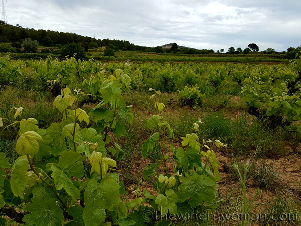 Vineyard2_5.3.18_TWW