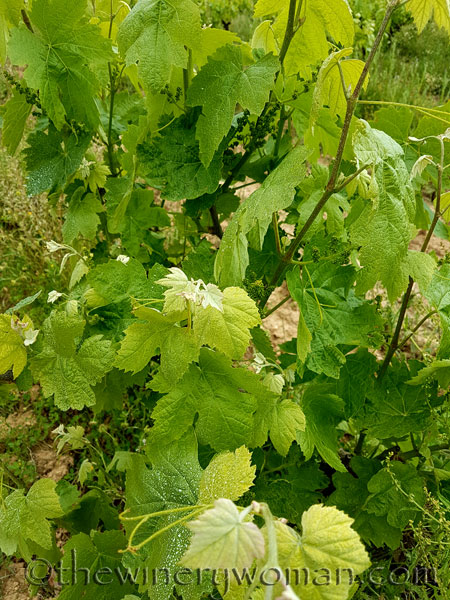 Vineyard3_5.3.18_TWW