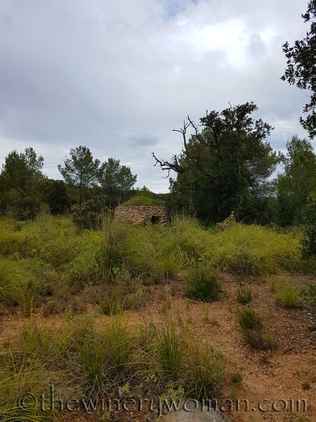 Vineyard4_5.3.18_TWW