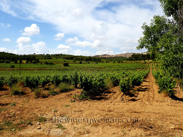 Vineyard6_5.28-29.18_TWW