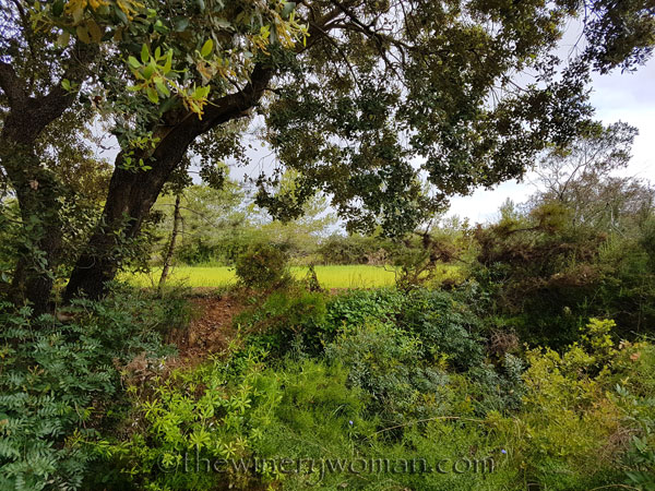 Vineyard6_5.3.18_TWW