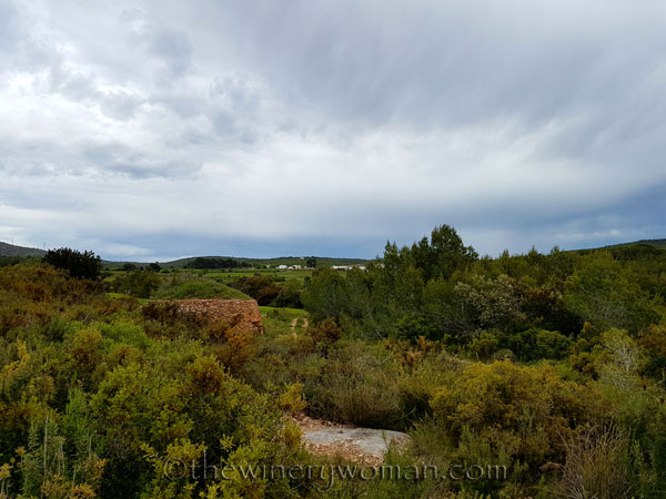 Vineyard7_5.3.18_TWW