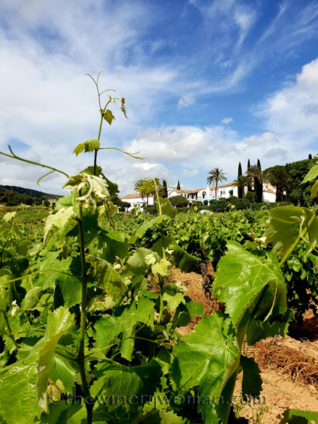 Vineyard8_5.28-29.18_TWW