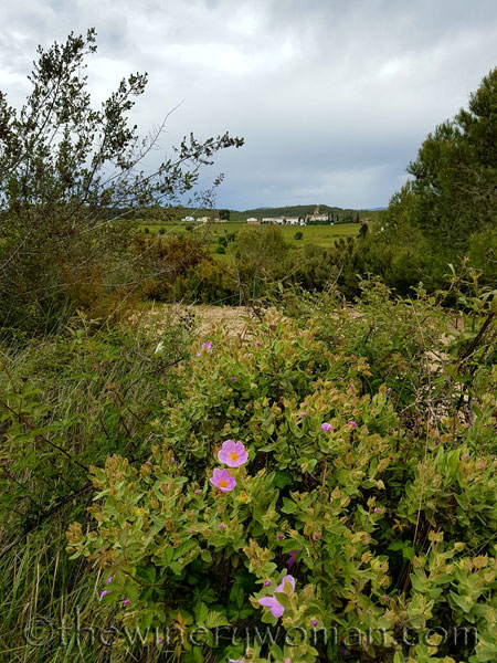 Vineyard8_5.3.18_TWW