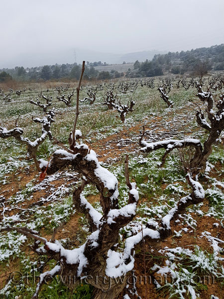 Vineyard_snow4_2.28.18_TWW