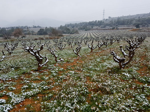 Vineyard_snow5_2.28.18_TWW