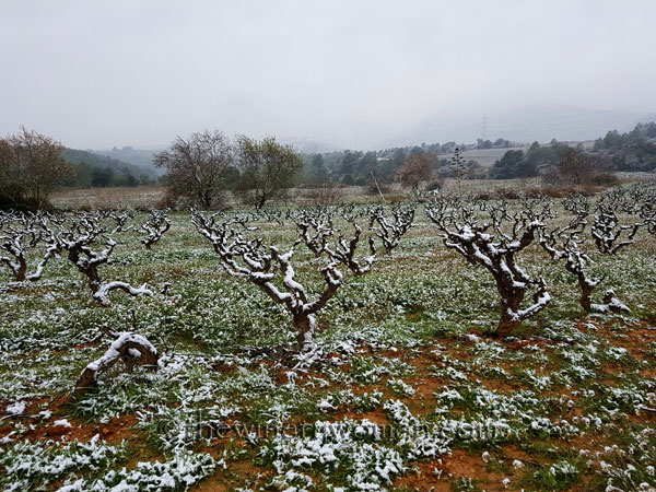 Vineyard_snow6_2.28.18_TWW