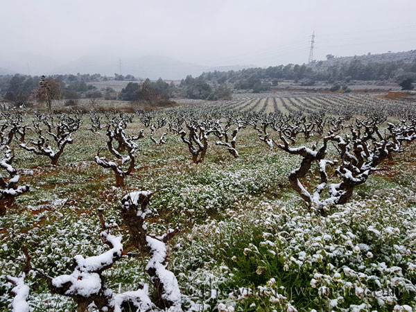 Vineyard_Snow_2.28.18_TWW