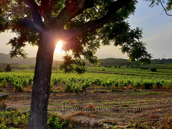 Vineyard_Sunlight2_5.27.18_TWW