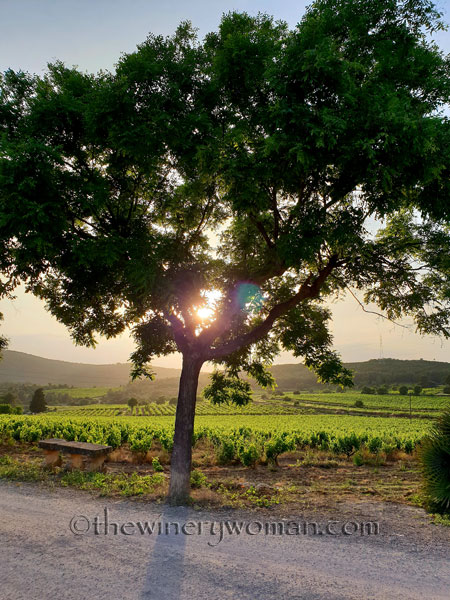 Vineyard_Sunlight_5.27.18_TWW
