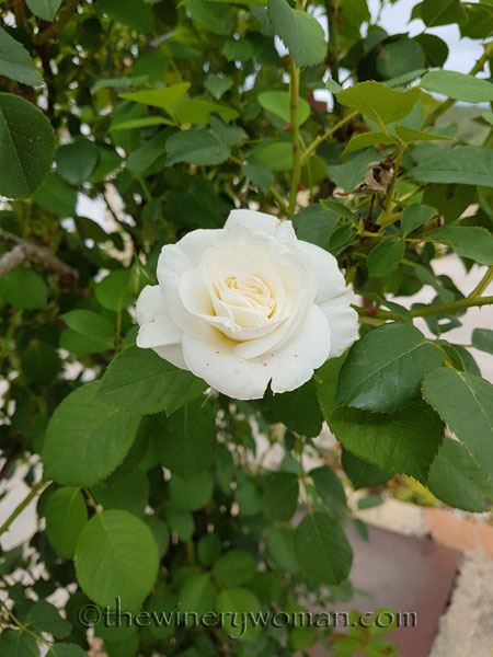 White_Rose2_5.10.18_TWW