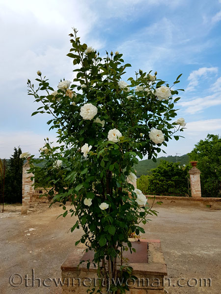 White_Rose_5.10.18_TWW