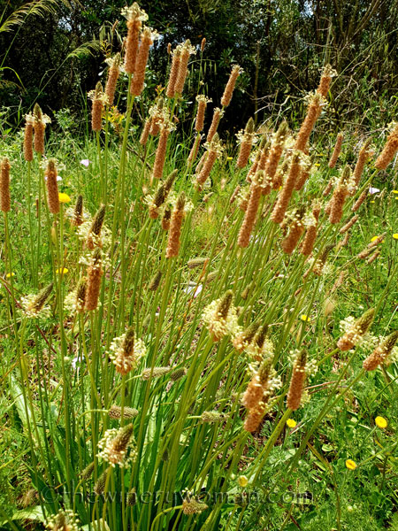 Wildflowers_Vineyard10_5.28.18_TWW