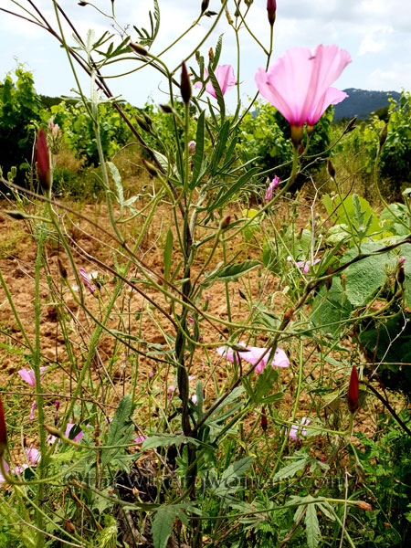Wildflowers_Vineyard13_5.28.18_TWW