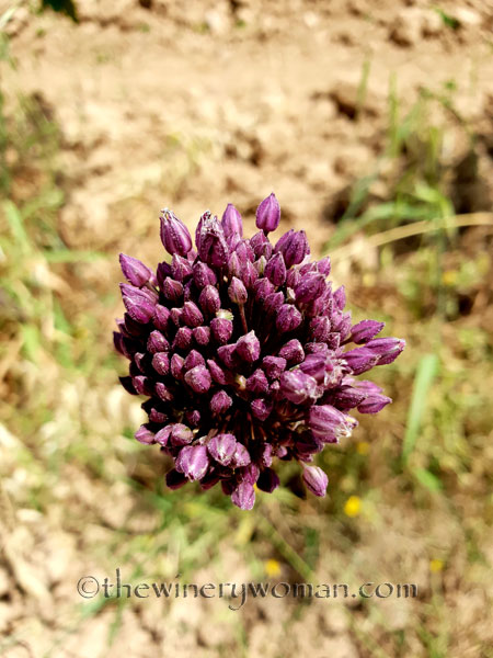 Wildflowers_Vineyard3_5.28.18_TWW