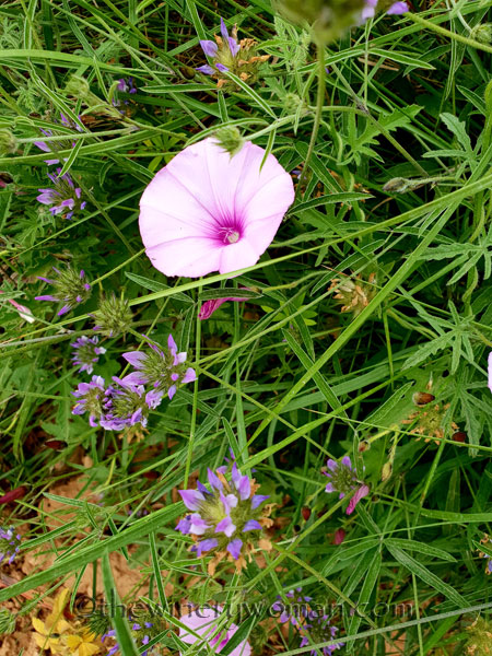 Wildflowers_Vineyard8_5.28.18_TWW