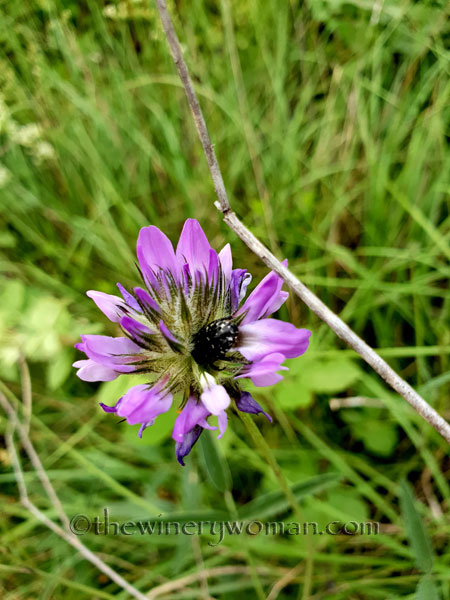 Wildflowers_Vineyard9_5.28.18_TWW