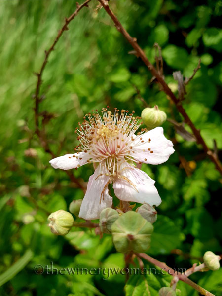 Wildflowers_Vineyard_5.28.18_TWW
