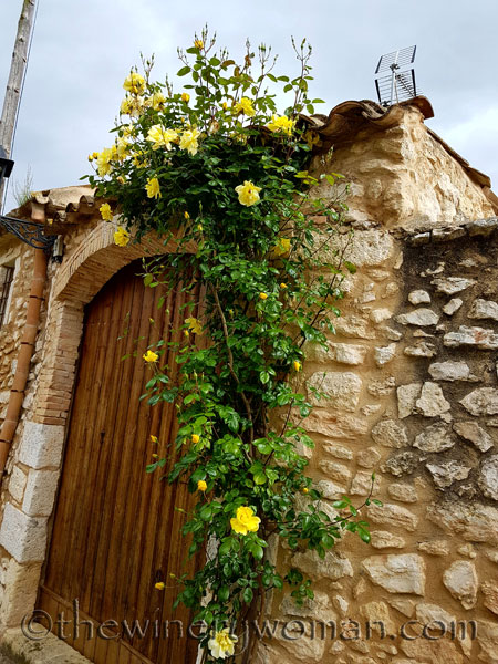 Yellow-roses2_5.3.18