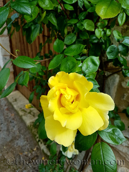 Yellow-roses3_5.3.18