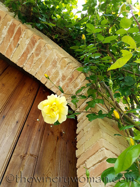 Yellow-roses4_5.3.18