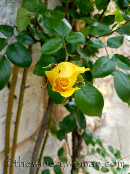 Yellow-roses5_5.3.18