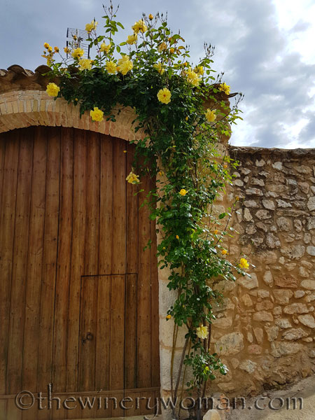 Yellow-roses6_5.3.18