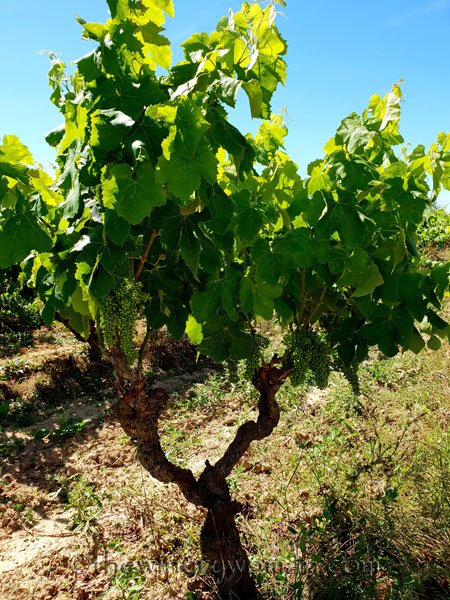 Finca_Viladellops_Tour13_6.18.18_TWW