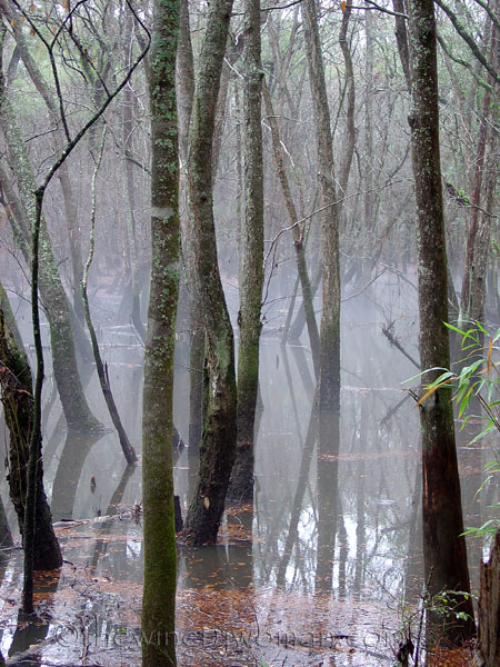 Foggy_Trees_2006-2007_TWW