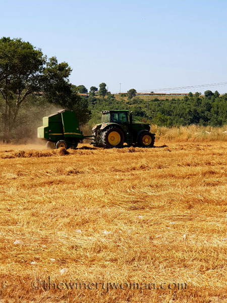 Hay_Harvest8_6.30.18_TWW