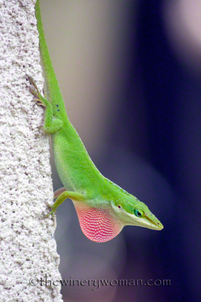 Lizard-1858_TWW