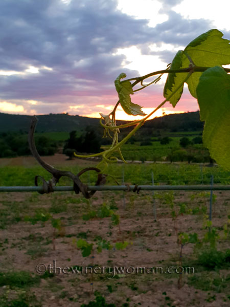 Old-and-New-Vines3_6.13.18_TWW