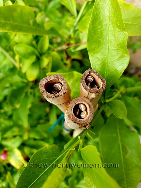 Snail_Convention_6.15.18_TWW