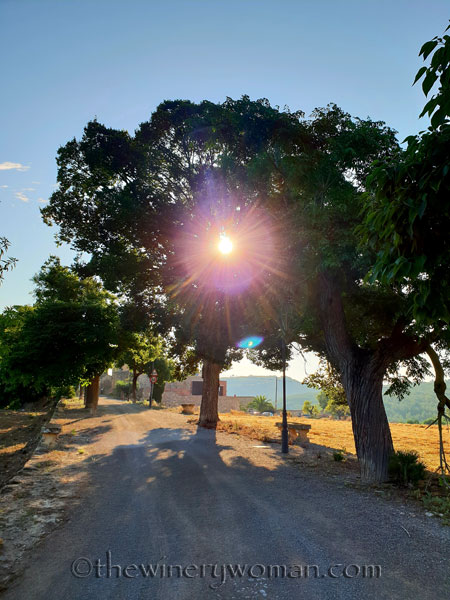 Vineyard4_6.29.18_TWW