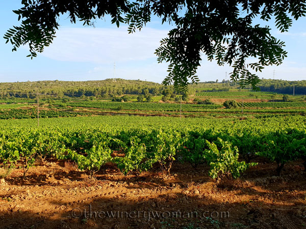 Vineyard6_6.29.18_TWW