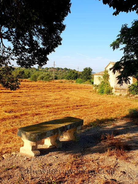 Vineyard7_6.29.18_TWW