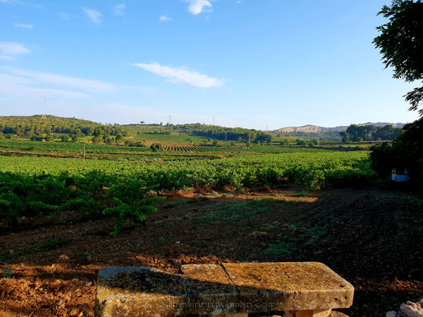 Vineyard_6.29.18_TWW