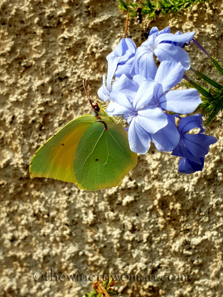 Butterfly2_7.28.18_TWW