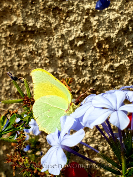 Butterfly3_7.28.18_TWW