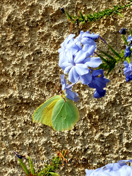 Butterfly_7.28.18_TWW