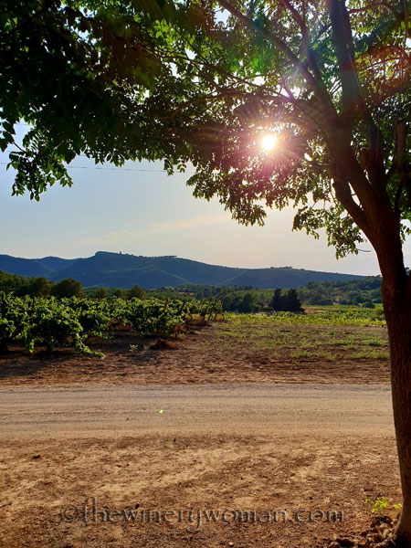 Concert_in_the_vineyard_7.14.18_TWW