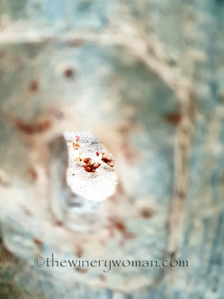 Feathered_neighbors2_7.15.18_TWW