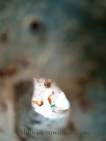 Feathered_neighbors4_7.15.18_TWW