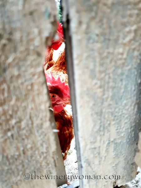 Feathered_neighbors6_7.15.18_TWW