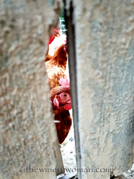 Feathered_neighbors7_7.15.18_TWW