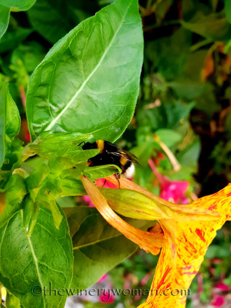 Flowers-and-Bees5_7.23.18_TWW