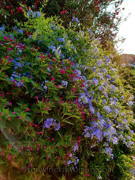 Flowers-and-Bees6_7.23.18_TWW