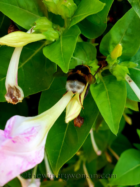 Flowers-and-Bees7_7.23.18_TWW