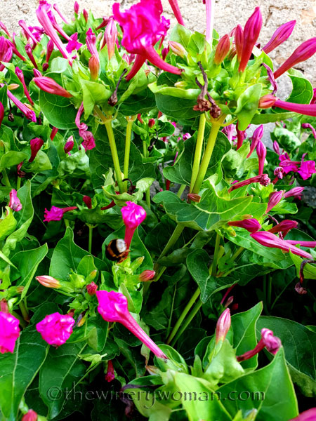 Flowers-and-Bees_7.23.18_TWW