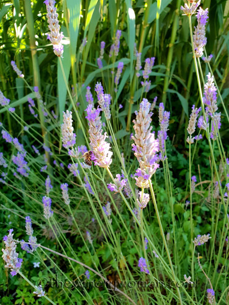 Lavender1_7.13.18_TWW